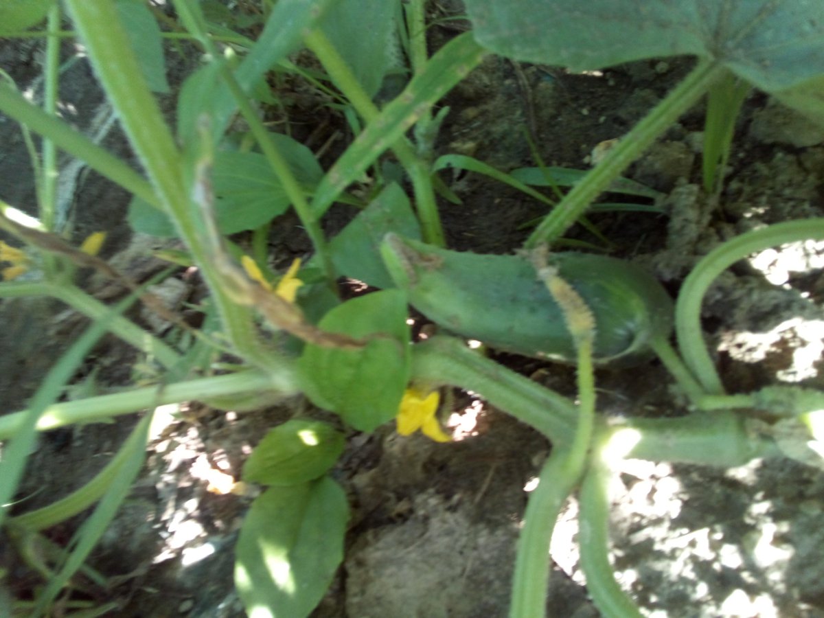 1stsensephotos's tweet image. #besides #photography #gardening is my other #passion. 

#garden #gardens #GardenersWorld #gardeningtips #gardener #gardeners #green #jalapeno #peppers #Cucumber #sunflower #sunflowers #veggies #vegetables #summer #summertime