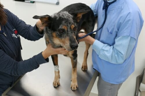 Senna, a 9-year-old Catahoula leopard dog, receives an exam at UW Veterinary Care as part of his treatment for cancer. The School of Veterinary Medicine has been awarded a grant to bring physicians and veterinarians together to advance knowledge of shared diseases across different species, such as cancer, osteoarthritis and epilepsy.