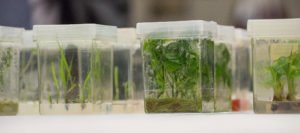 PriorclaveNA's tweet photo. Tissue Culture Cannabis Propagation Yields True Genetic Clones - https://t.co/r8Vhcwu84b https://t.co/JIpudHhg0O