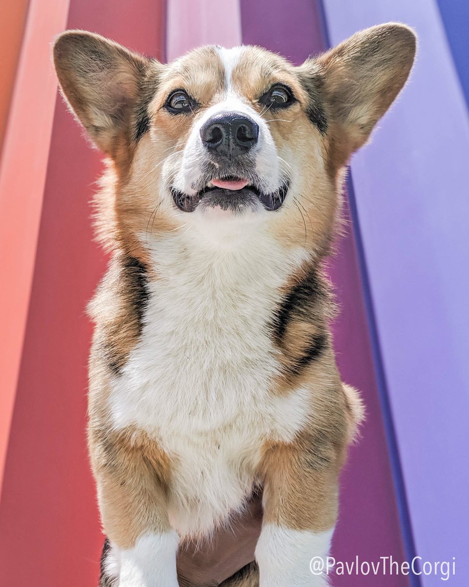 PAVGOD's tweet photo. ✨[World Record Attempt]✨
The world record for the most boops received is held by SirBoopalot who surpassed 1,000 boops in 1969 ⁽ᴺᶦᶜᵉ⁾. This is Pavlov’s attempt to break the record by receiving 1001 boops. Comment “Boop” below to help him win the world record! 🏆🥇 https://t.co/2Xa6DIdz59