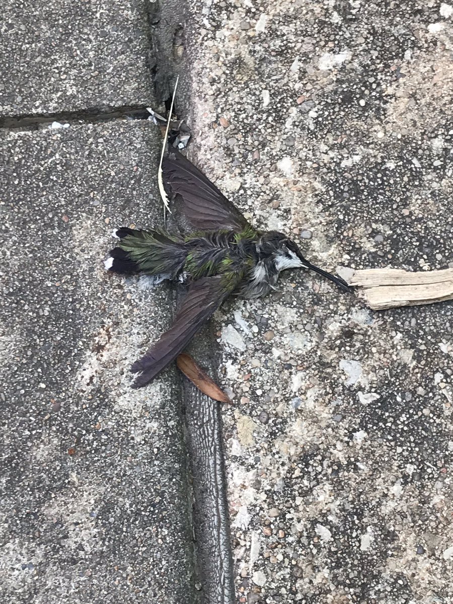 Elmore_Ecology's tweet image. Just a couple of Ruby-throated Hummingbird #windowcollisions at a particularly dangerous facade on #Okstate campus. No telling how many actual deaths have occurred here. Can we get this treated already? I know @Seiurus has been trying for years...