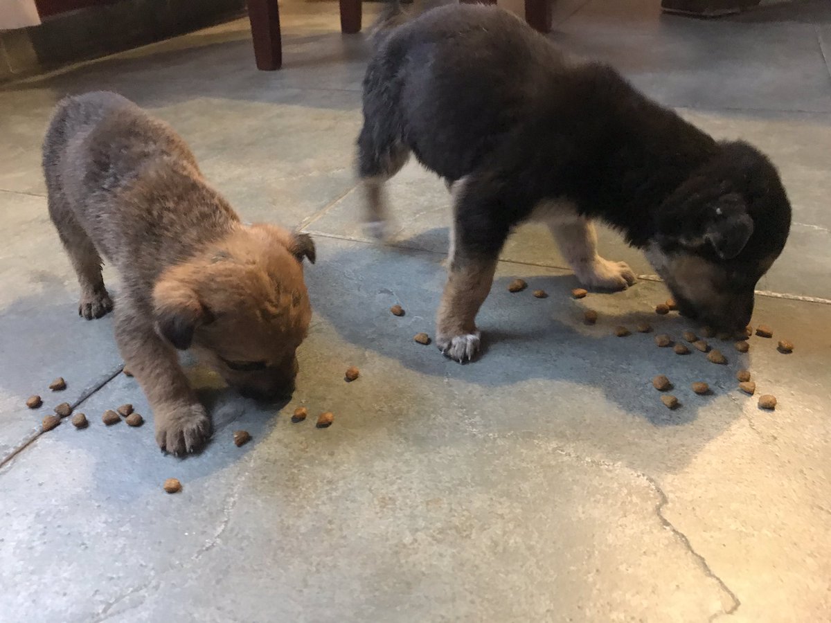 camiamilibia's tweet photo. Me dejaron estos perritos en la puerta de mi casa, son muy buenos y juguetones pero no los puedo tener. Si alguien sabe de alguien que los pueda querer les dejo mi número 3513492216. Sino con un RT me ayudarían muchísimo. https://t.co/0rcdzAj6IR