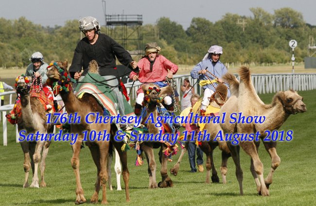 Camel Racing comes to Chertsey Agricultural Show in 2019. Although camels might seem exotic they have actually been domesticated for nearly as long as horses, the dromedary has been used for transportation for over 3000 years.