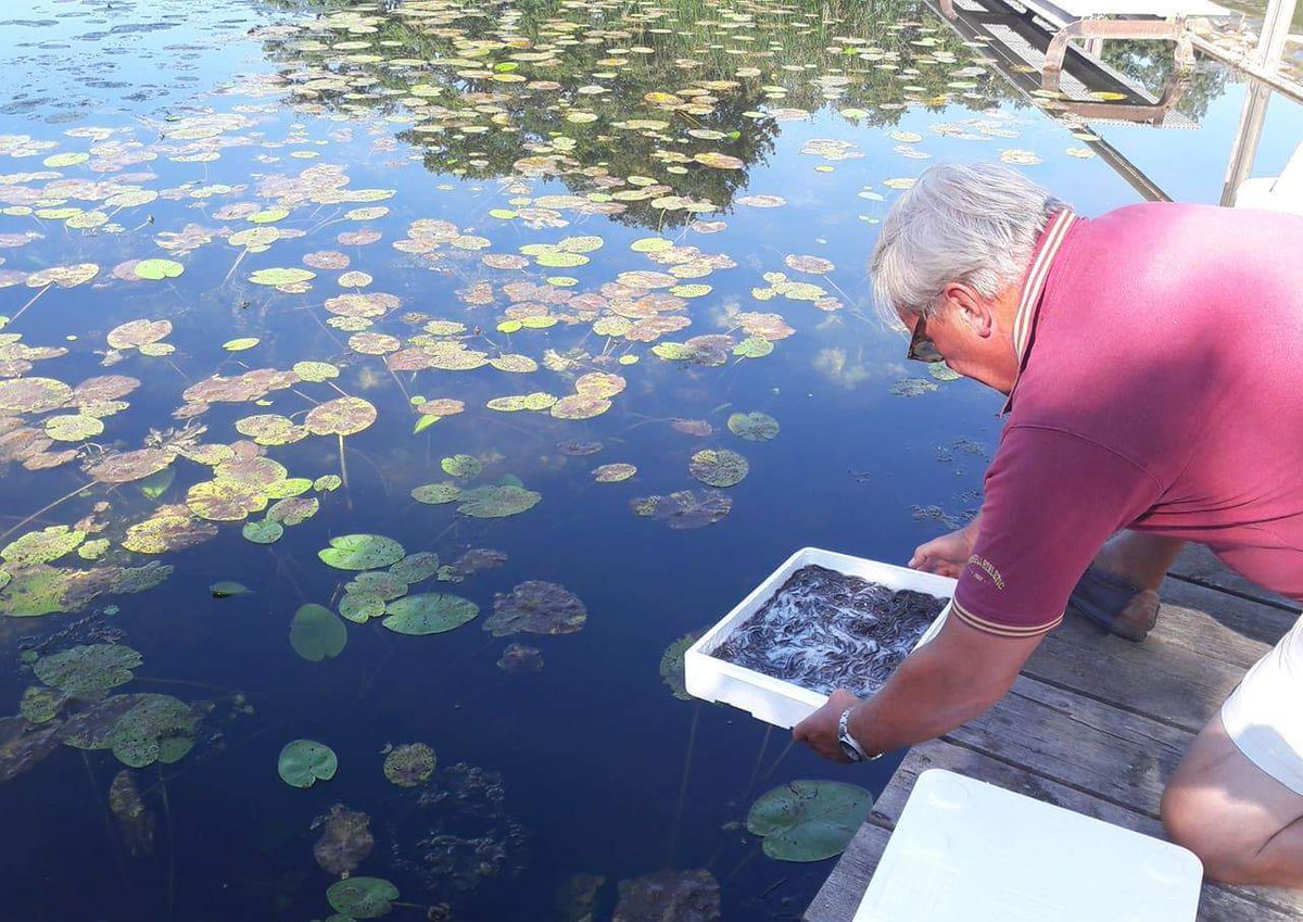 Idag släppte <a href="/tekniskaverken/">Tekniska verken</a> ut 124000 ålyngel i Sommen, Grögen och Stångån där vi har ett flertal vattenkraftverk. Utsättningen sker inom ramen för projektet "Krafttag ål" som leds av <a href="/havochvatten/">HaV</a> som bla syftar till att minska vattenkraftens miljöpåverkan #vattenkraft