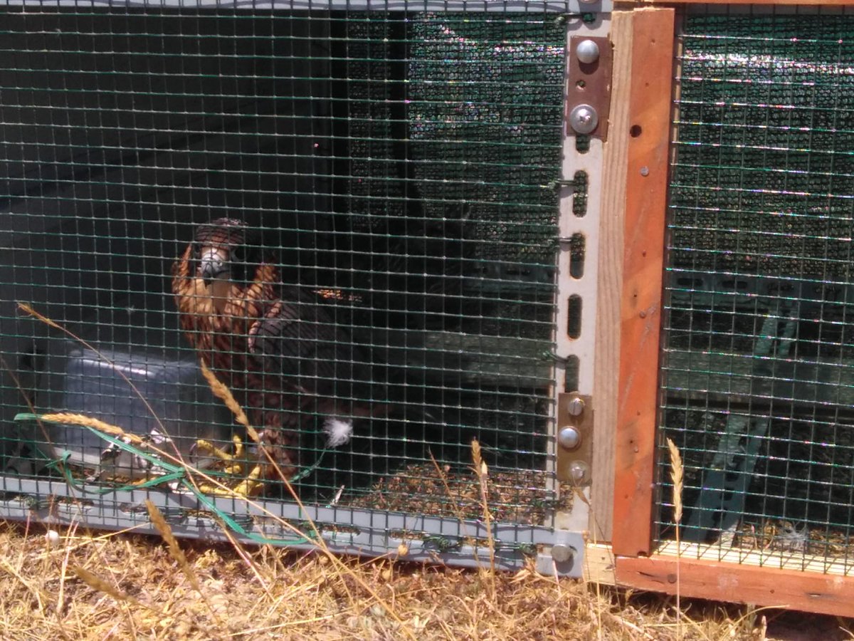 Tornano in libertà 5 giovani falchi pellegrini in provincia di Palermo.
#LIFEConRaSi

lifeconrasi.eu/eventi/5-giova…