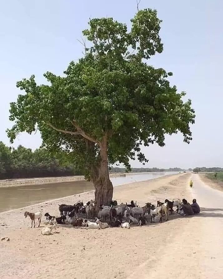 CajemeSoy's tweet photo. La importancia de un árbol 🌳 https://t.co/3fxDKSJDC0