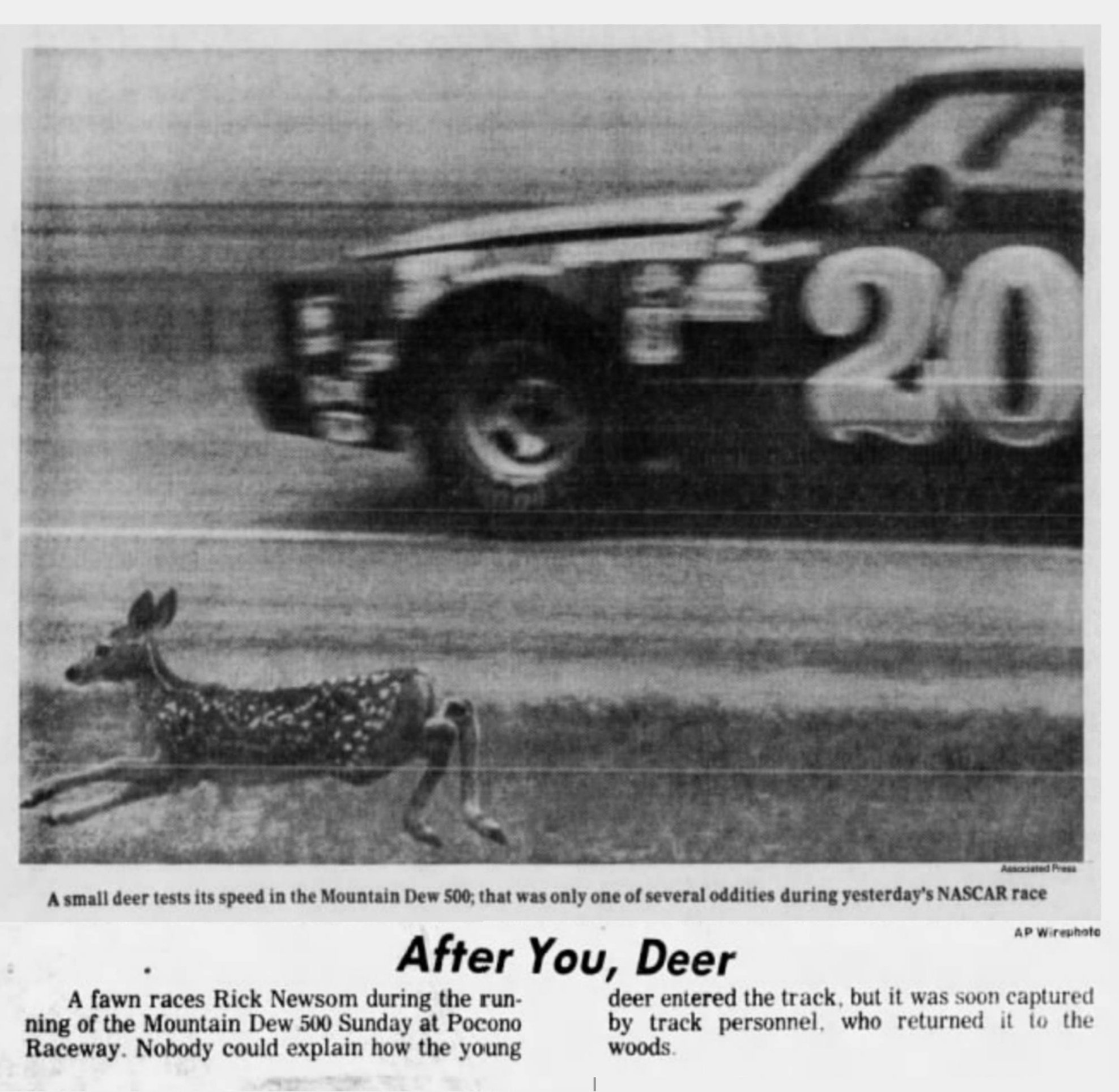 Nascarman On Twitter Rick Newsom Passes A Baby Deer During A Race At nascarman-on-twitter-rick-newsom-passes-a-baby-deer-during-a-race-at