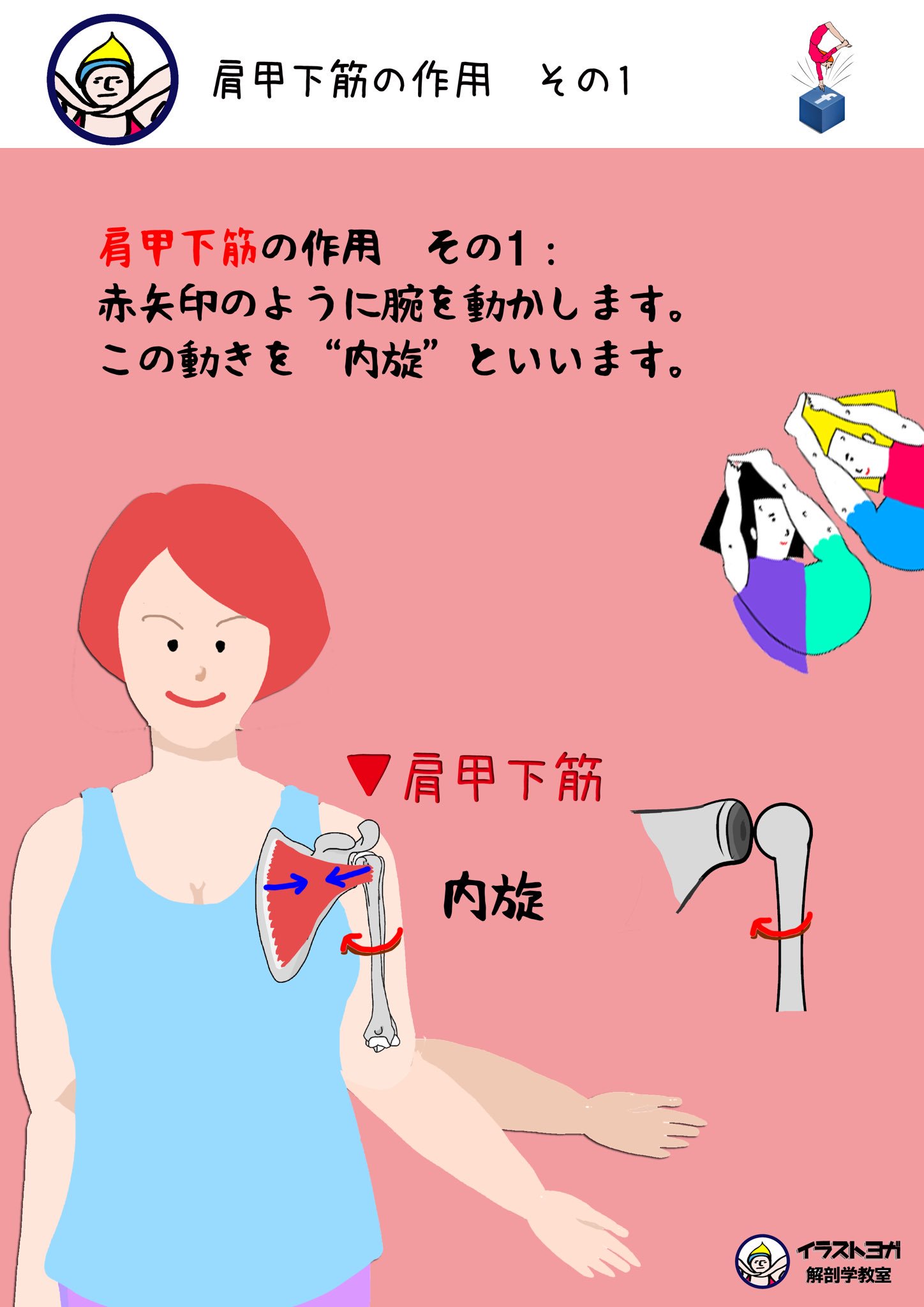 世界一ゆる い解剖学 肩甲下筋 けんこうかきん 2 肩甲下筋の作用 その1 イラストの赤矢印のように腕を動かします この動きを 内旋 ないせん といいます 解剖学 解剖学講座 イラスト解剖学 リアル解剖学 肩甲下筋 内旋 T Co