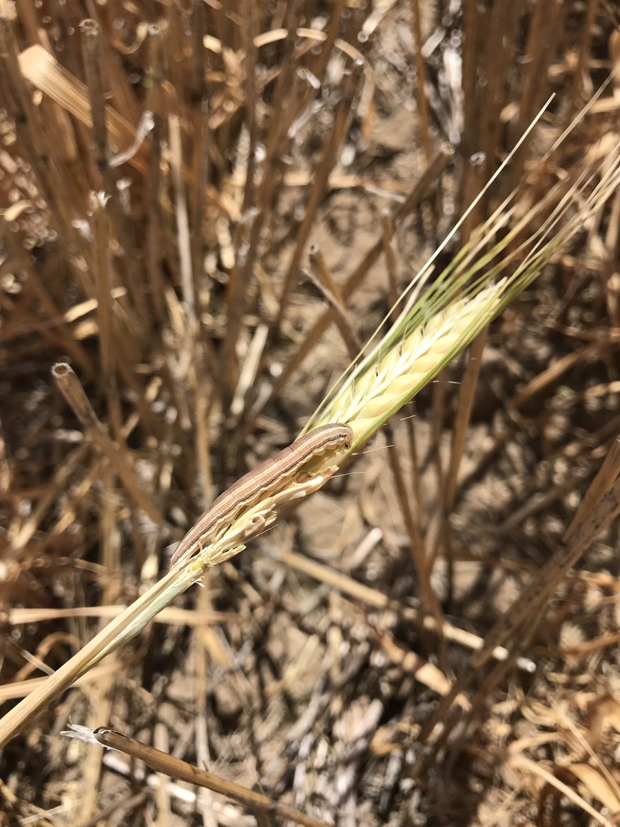 Found out what Wheat Head Army Worm is today. Lost 25 percent of some dry land barley to these guys. They will be dead tonight
