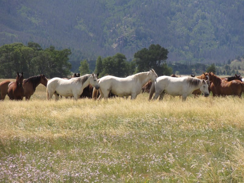 BLM supports 3 off-range pastures where the public is invited to visit &amp; learn about wild horses (in order of pictured): Mowdy Ranch Mustangs (Coalgate, OK), Wind River Wild Horse Sanctuary (Lander, WY) and Deerwood Ranch Wild Horse EcoSanctuary (Laramie, WY) #MyPublicLandsSummer