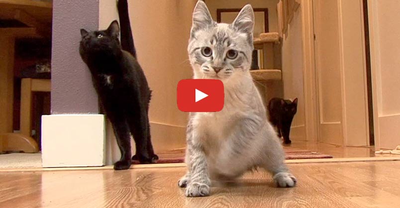 Animation_Press's tweet image. Tippy is what you would call a "wobbly cat."  She has a neurological condition called cerebellar hypoplasia which causes strained mobility. Tippy spends most of her time stumbling around but doesn't stop her living her life to the full. CLICK to watch &amp;gt; …