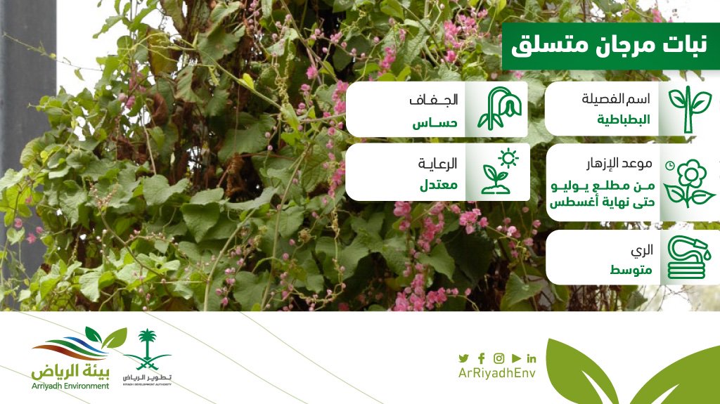 بيئة الرياض On Twitter المرجان المتسلق هو نبات وردي متسلق دائم الخضرة يتحمل الحرارة والشمس للمزيد من المعلومات يمكنكم تحميل تطبيق نباتات الرياض Apple Store Https T Co Dw6np0ruwi Google Play Https T Co 1gxxvlegyy بيئة الرياض Https T Co