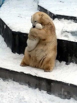 Protect_Wldlife's tweet photo. This is what despair looks like!!! https://t.co/JJJv7xRmCJ