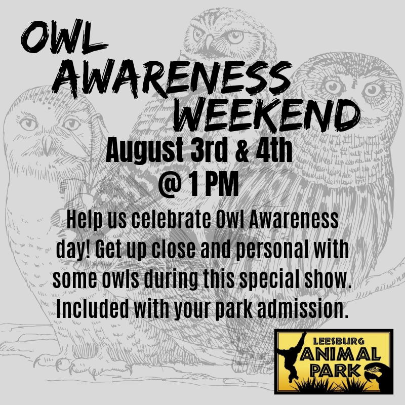 LeesburgZoo's tweet photo. Help us celebrate #OwlAwarenessDay next weekend! Get up close and personal with some of our owls during this special show!
.
.
.
#owlawareness #owls #owlawarenessweekend #leesburgva #leesburgzoo #loveloudoun #getloco #loudouncountyva #leesburganimalpark #owlconservation https://t.co/kima3ruAtK