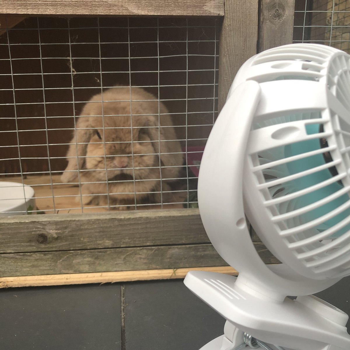 Smarty_Rabbit's tweet photo. My biggest fan in this 🌞😂 Phew. #SmartyRabbit https://t.co/VqJcd9TAhr