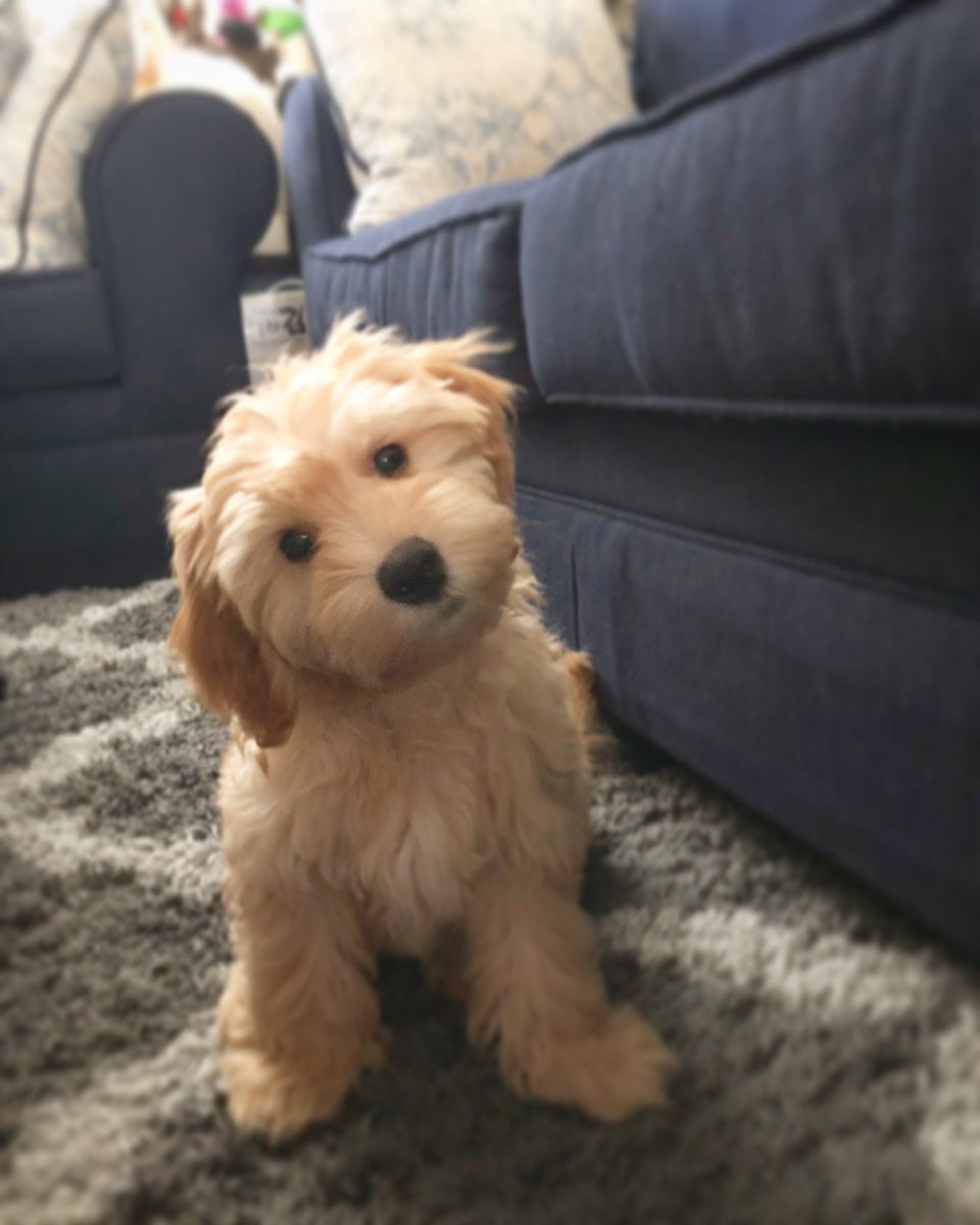 chen2001md's tweet photo. @Chewy This is our 14 weeks old Goldendoodle. His name is Noodles and Noodles loves Chewy! https://t.co/PgKuG5Jm7y