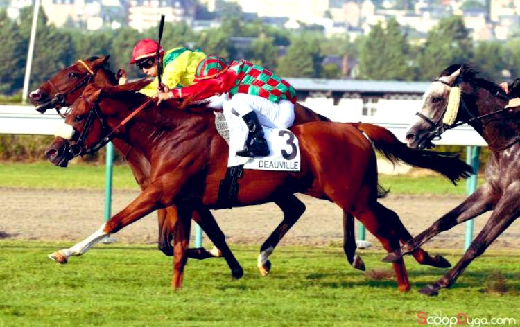 Arqana Pur Sang Ventes Aux Enchères Chevaux