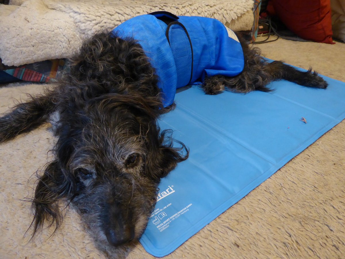 still_masking's tweet photo. Today Chaos finally decided it was hot enough to use her cool mat which she's had well over a year!
#dogsoftwitter #divapup #yourdogmoreyears https://t.co/OcM5GzKv2N