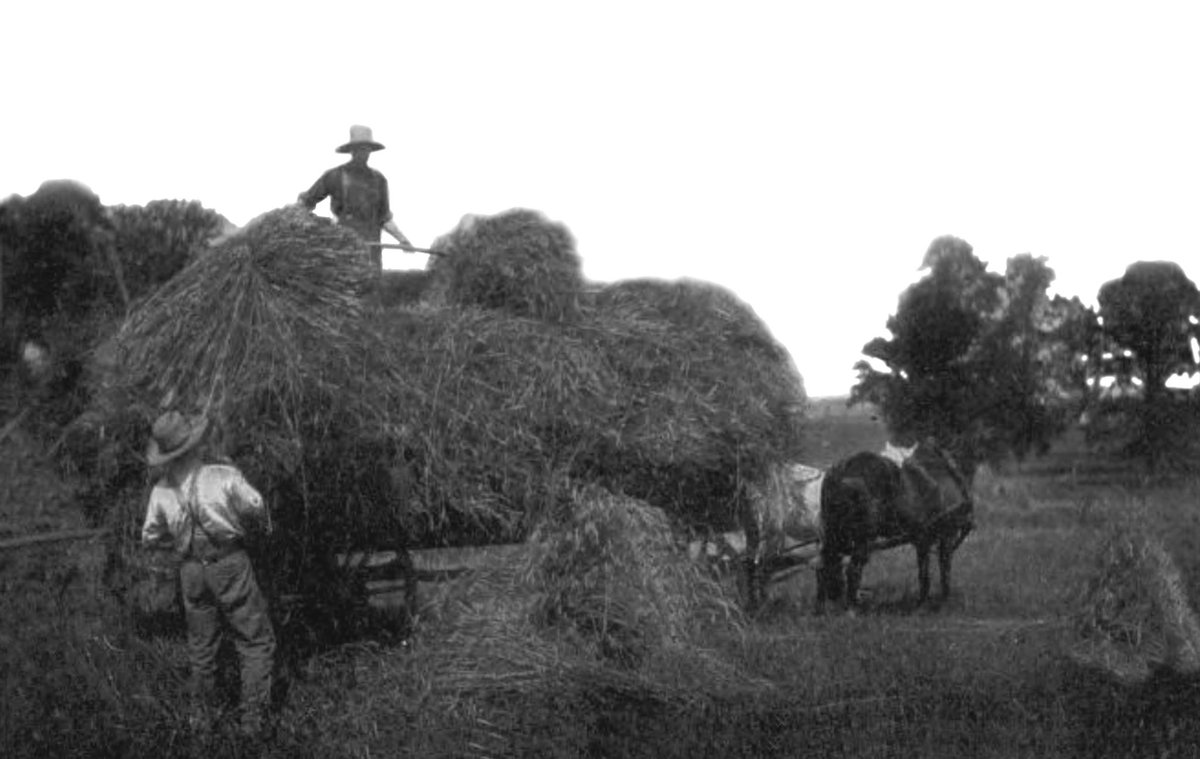 UPEIGeoREACH's tweet photo. Ellen's diary entry from July 25 1958 depicts the process of "saving your hay", an arduous task if done by hand. Ellen describes using horses and tractors to help with the harvest, illustrating the important transition from man to machine during this time. #aghist #peihistory https://t.co/AwbQDvkbpa