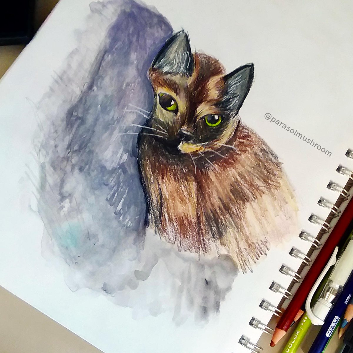 ParasolMushroom's tweet photo. So I guess I can do it here too...If you got a cat send me a CLEAR picture and maybe I'll draw it! I'm learning how to draw cats better XD - Here are a few studies I've done so far.
#study #catstudies #artstudies #drawing #sketches #Sketching #sketchbook https://t.co/XiufpE9FCG