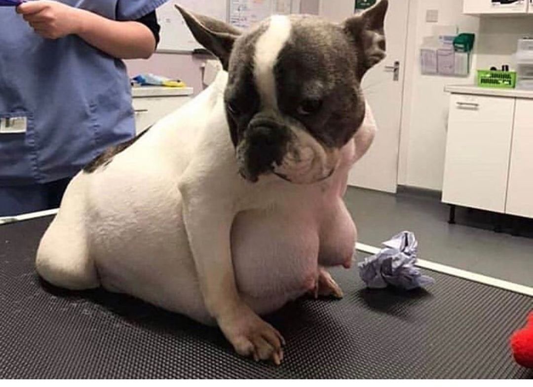 pebbut's tweet photo. I don’t like to post about politics but this dog got titties https://t.co/9x4GDnvJLC
