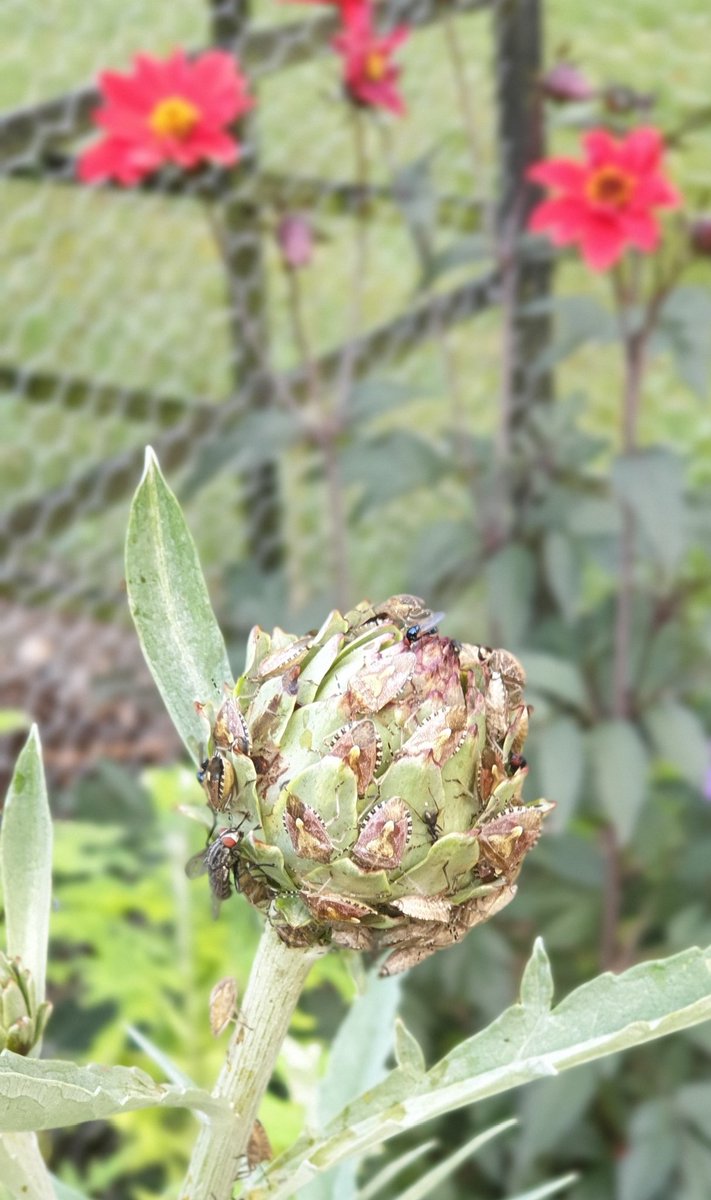 cycleabout's tweet image. A serious gathering of Brown Marmorated Stink Bugs (?)