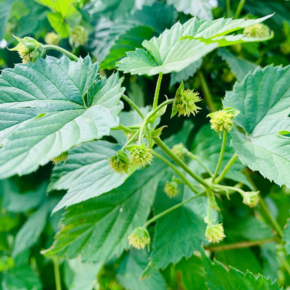 MightyAxeHops's tweet photo. Soon, dearies. Soon. #mnhops #drinkmnhops #comethops #experiencehopterroir #hopfarm https://t.co/saNxjVj3mo