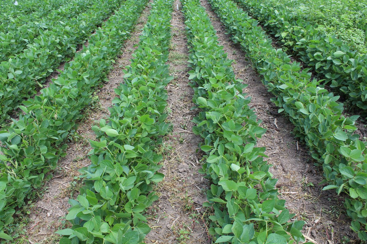 Weedercise's tweet photo. Soybeans planted late on June 5th in 30'' rows (left) vs. 15'' rows (right). https://t.co/9lhUGc1ZzU