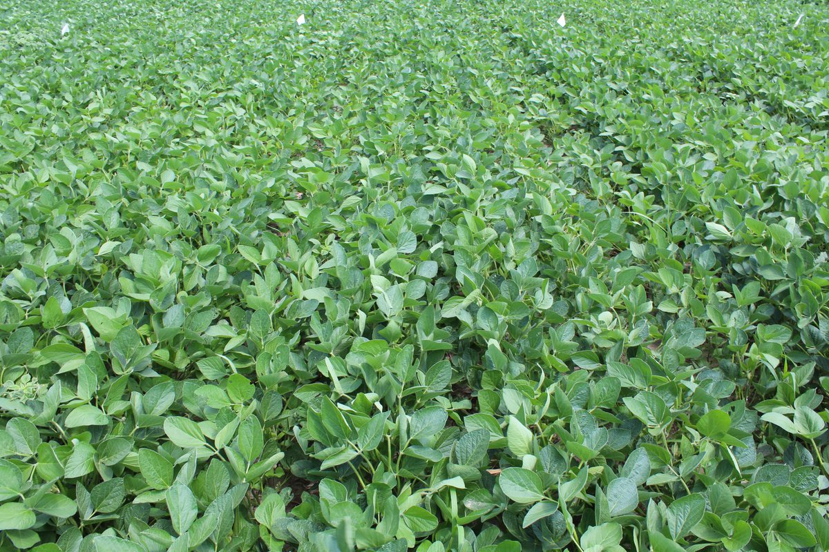 Weedercise's tweet photo. Soybeans planted late on June 5th in 30'' rows (left) vs. 15'' rows (right). https://t.co/9lhUGc1ZzU