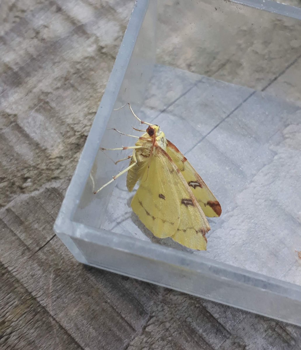 Some moths from @CuerdenValleyPk #Magnificentmoths #WildlifeWednesday #Lancashire