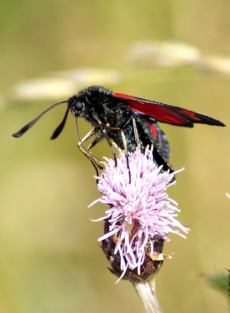 mart_arts's tweet photo. This time in 2012 in Mersea Island. Six Spot Burnet (Zygaena Fillpendulae) https://t.co/LjuT9Q3WRD