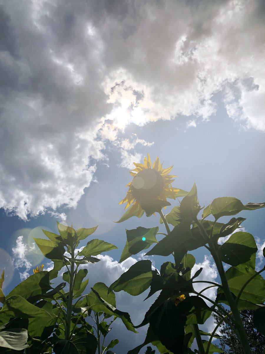 msbnpate's tweet photo. #schoolgarden #optoutside @eaepanthers @sewaddel https://t.co/cGxux9rnvq