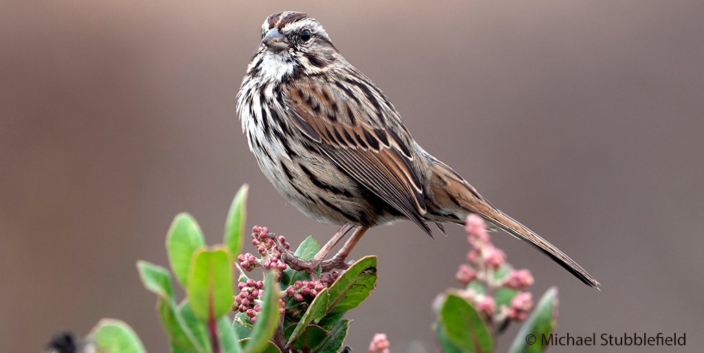ABCbirds's tweet photo. Do you have questions about wild #birds and #birdconservation in the Americas?
We have answers!
#ASKABCbirds is a new feature of @ABCbirds! Use the hashtag to get your #ornithology questions answered from an ABC perspective. https://t.co/tlwu1ehaui