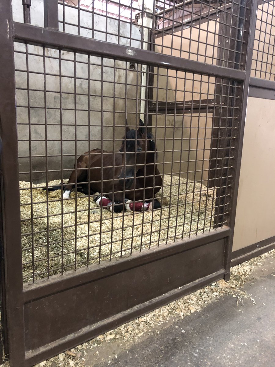 fanstable's tweet photo. Mid afternoon naps at the horse show!! #fanstable https://t.co/HPDi69UvLC