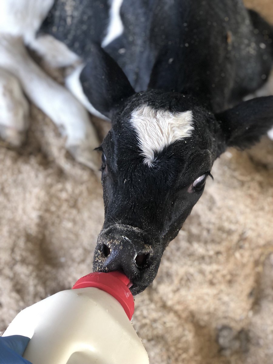 5 calves born today and she’s the only girl 💁🏻‍♀️ #atleasttheyrecute