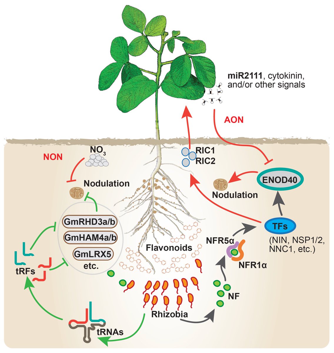 Our findings uncover a bacterial small RNA-mediated mechanism for prokaryote-eukaryote interaction and may pave the way for enhancing nodulation efficiency in legumes

Rhizobial tRNA-derived small RNAs are signal molecules regulating plant nodulation science.sciencemag.org/content/early/…