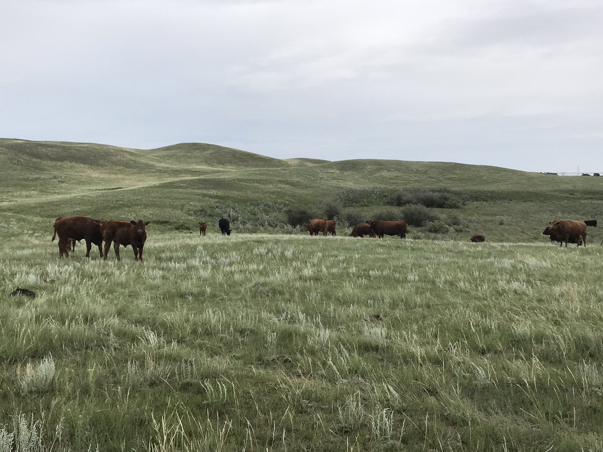 Checked on the cows today and with all this rain we have been having it sure looks green. They “hate” it out on this section of pasture 😉🤪 #livingthegoodlife #cattle #beef #cdnbeef #simmental #heaven #grass #pasture #sk #saskatchewan