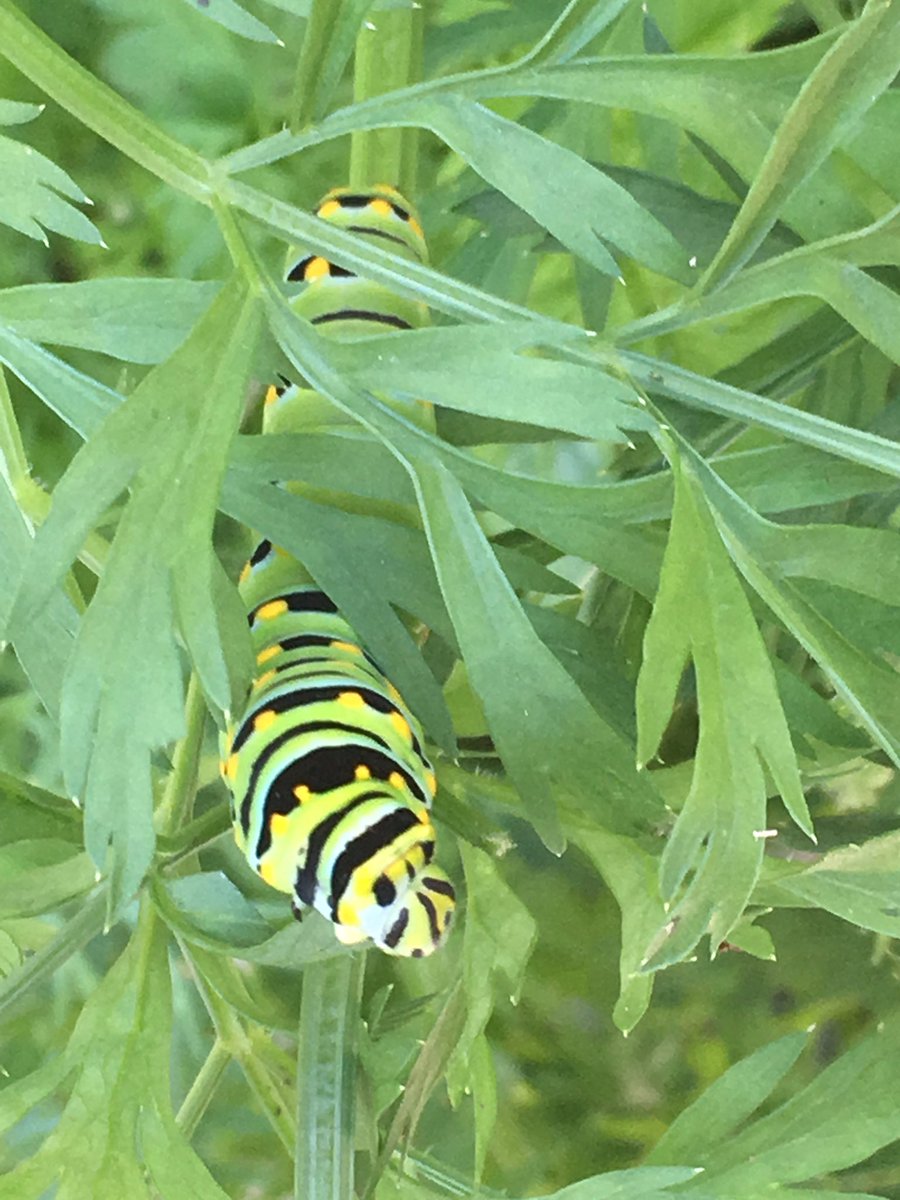 Camouflage caterpillar