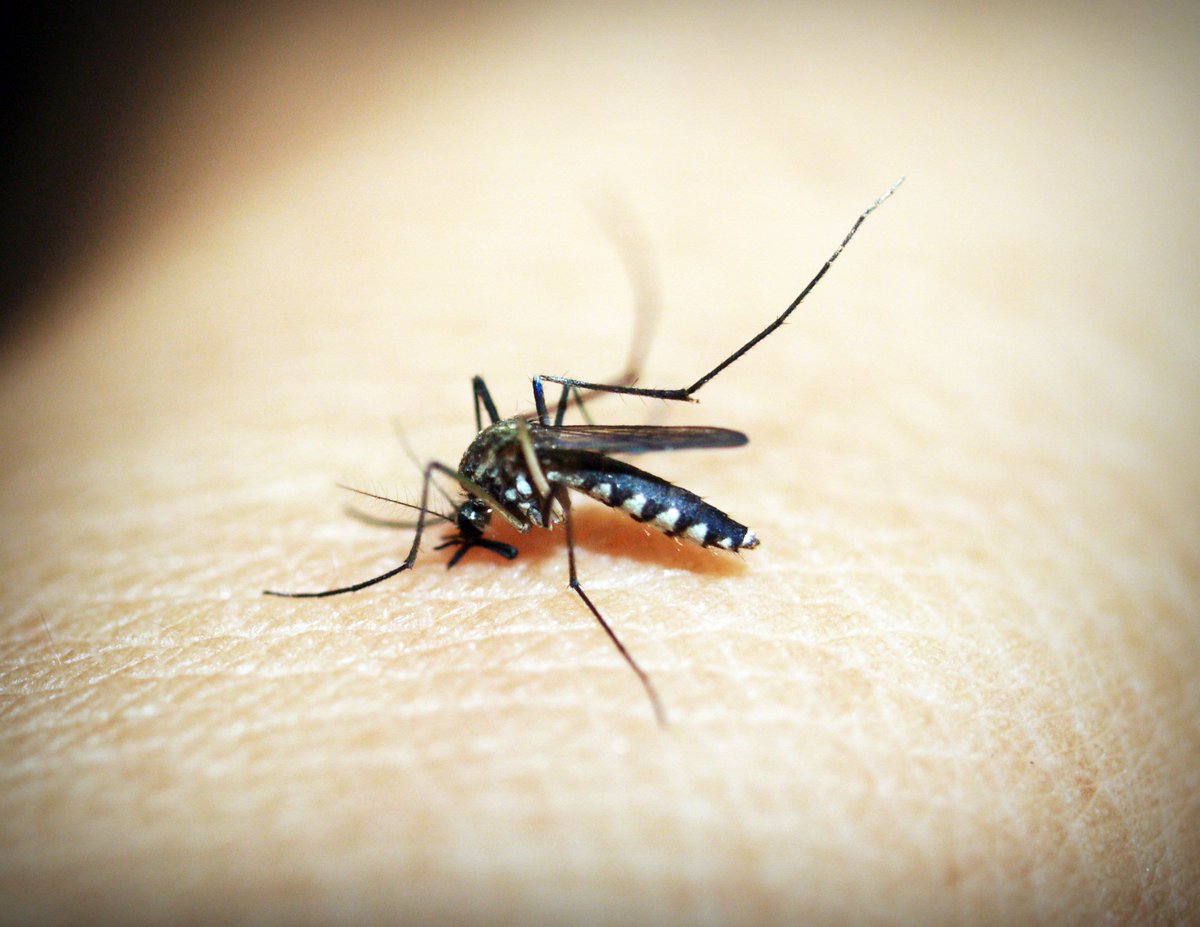 BugWeedMarts's tweet image. Do bugs feel pain? bit.ly/2JPZB08 #AZBugs #BugProblem