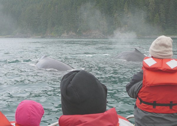 Cruising alongside whales in #Alaska with #Uncruise @Uncruise Adventures!

#thisisadventure #whales #alaska #adventuretravel