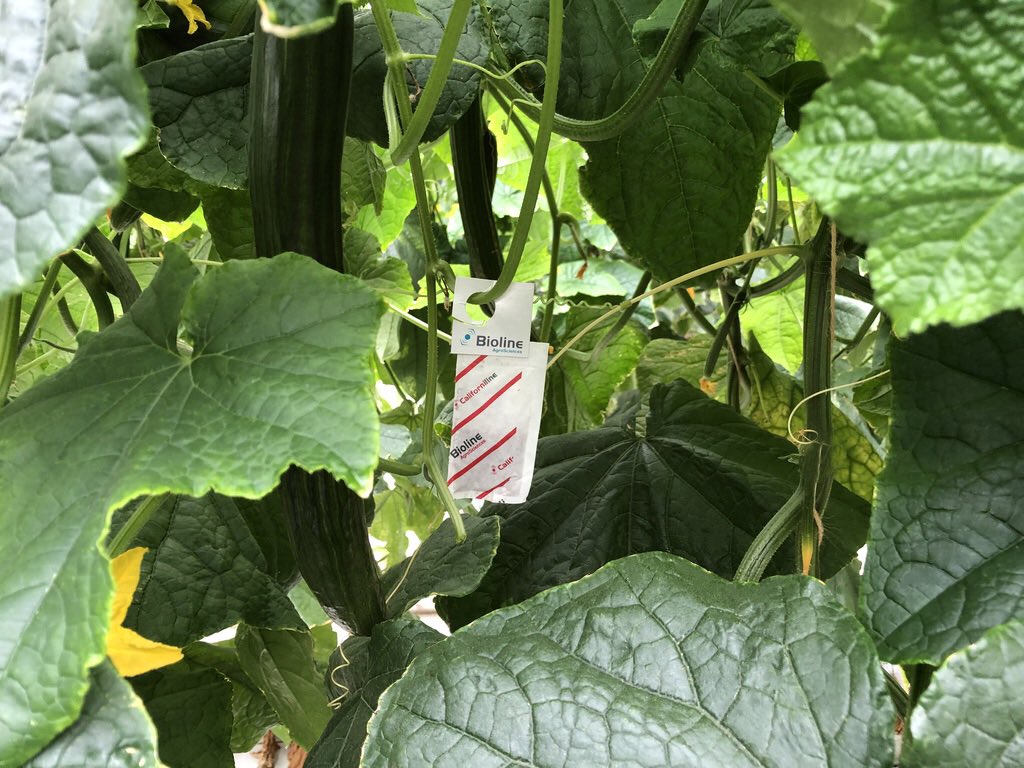 Bioline_AS_Int's tweet photo. 🙌Prevent #spidermites and #broadmites on a #cucumber🥒 #plant by using #californiline! 👉#californicus #biolinebeneficials🐞🐝 #happyplants😃🌱 #cleanplants #preventionisthekey🔑 #growers https://t.co/qAuohqwIFj