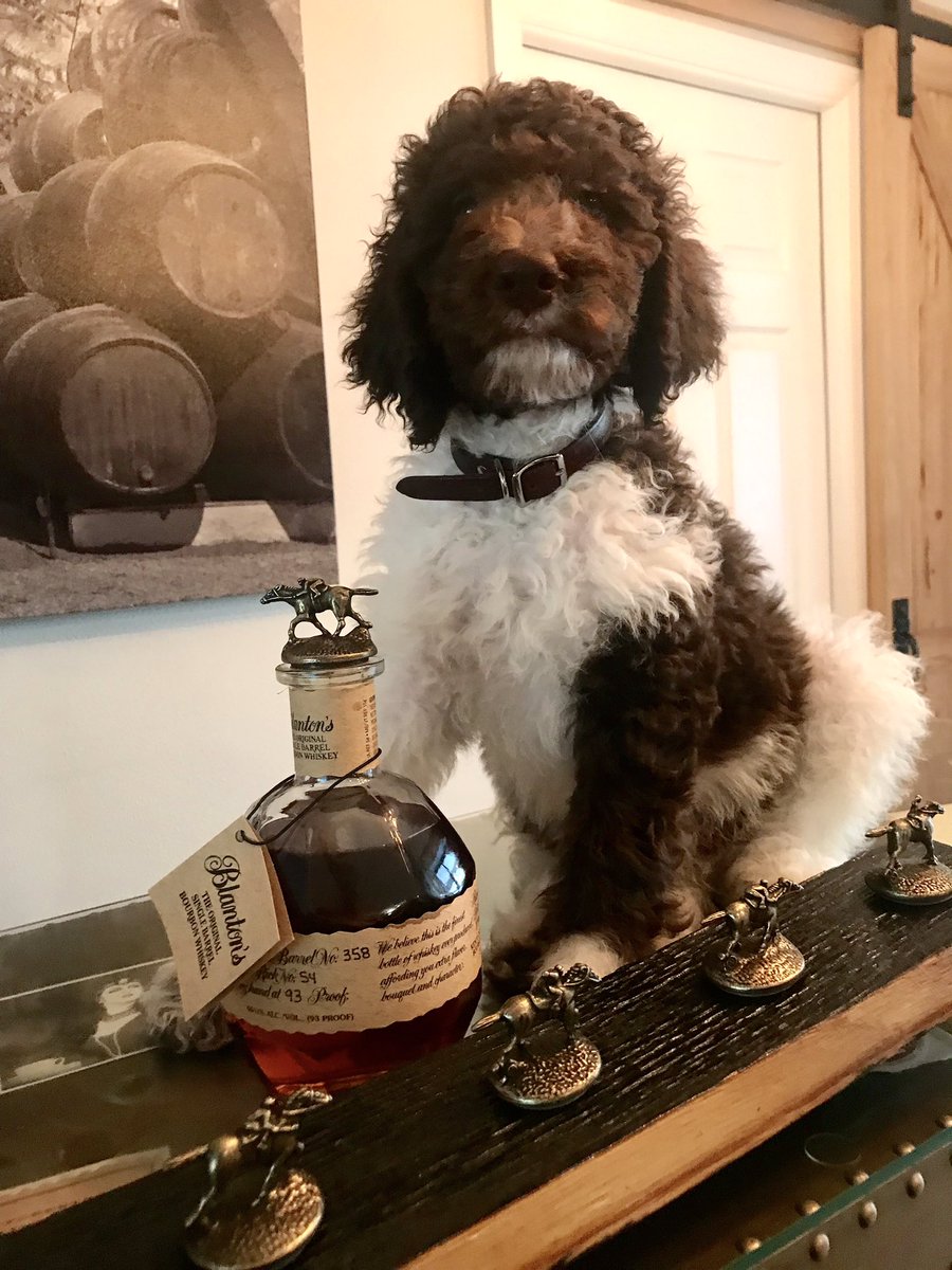 gsheller's tweet photo. The new addition to our family. https://t.co/Kiov3nzSvN
