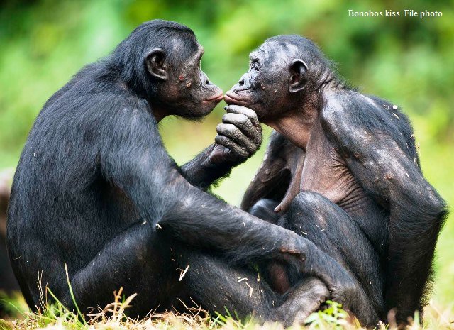queerspirituk's tweet photo. 14 Days to go until #QSF19 #QueerSpiritFestival! 

Harmony of https://t.co/QbcYIYv9jk invites us to develop awareness of the bonobo tribe &amp; connection through touch and learn to tap into the deepest essence of play. 

For festival tickets - https://t.co/WwUORHseyd https://t.co/4iJEBoQiBr