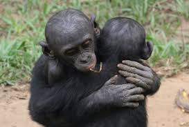 queerspirituk's tweet photo. 14 Days to go until #QSF19 #QueerSpiritFestival! 

Harmony of https://t.co/QbcYIYv9jk invites us to develop awareness of the bonobo tribe &amp; connection through touch and learn to tap into the deepest essence of play. 

For festival tickets - https://t.co/WwUORHseyd https://t.co/4iJEBoQiBr