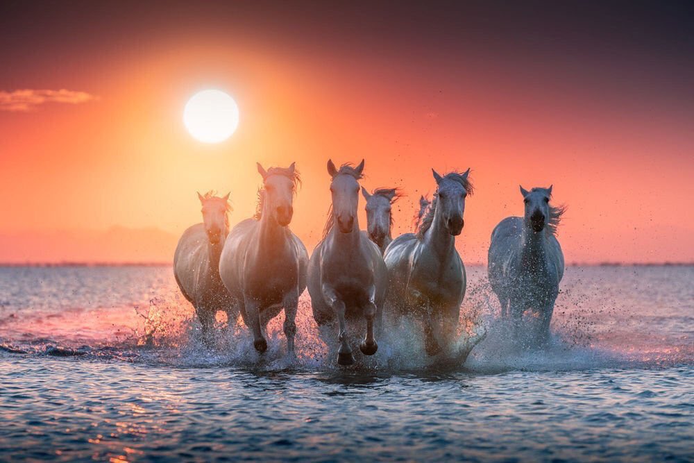 فهد العتيبي tweet media