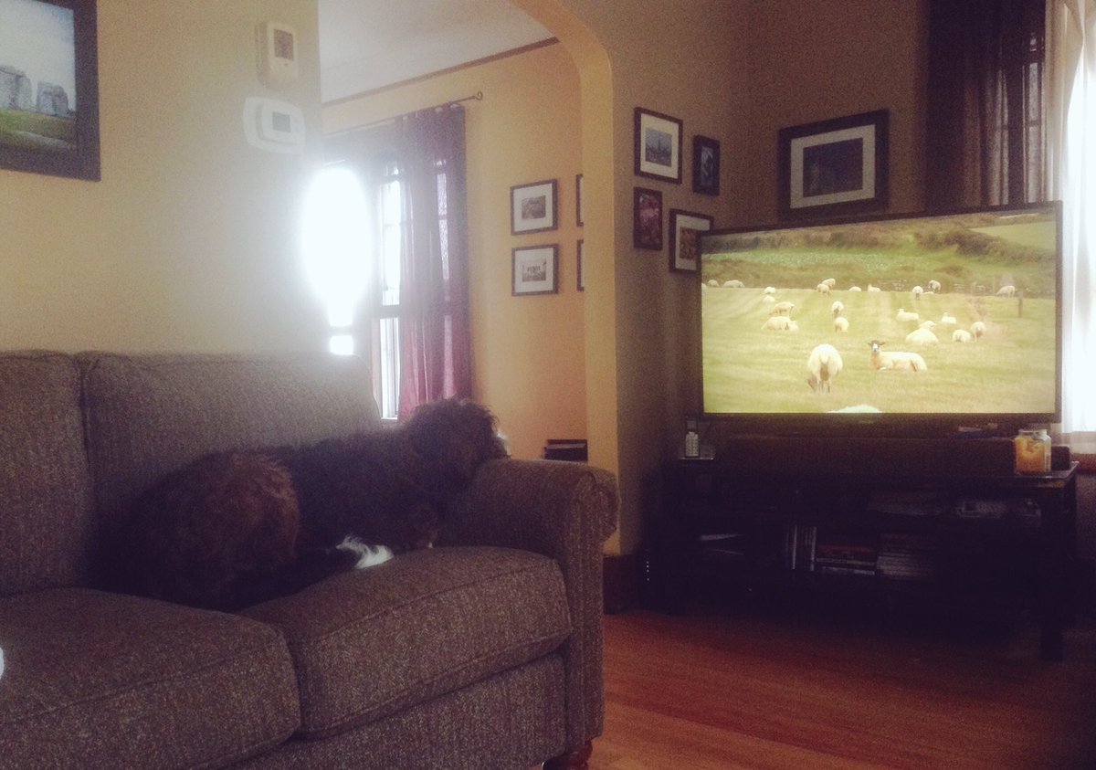 chuckpollard271's tweet photo. Spending the afternoon watching sheep. Good times! https://t.co/jxoHqSEzQq
