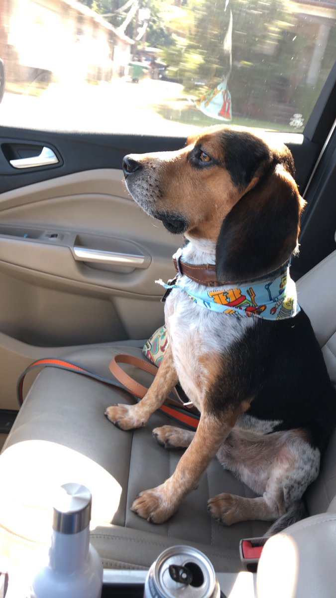 MisterFannyPack's tweet photo. Rocket went to the groomer today. And he had an โexcellentโ report card! #RocketFans https://t.co/3zhI8z24IJ