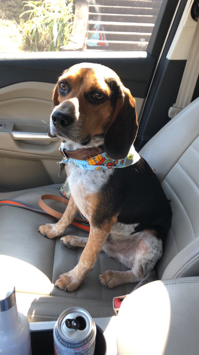 MisterFannyPack's tweet photo. Rocket went to the groomer today. And he had an โexcellentโ report card! #RocketFans https://t.co/3zhI8z24IJ