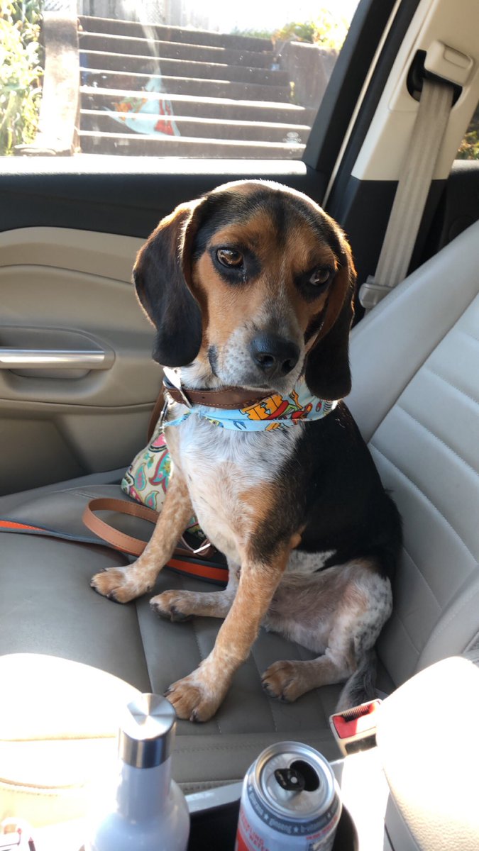 MisterFannyPack's tweet photo. Rocket went to the groomer today. And he had an โexcellentโ report card! #RocketFans https://t.co/3zhI8z24IJ