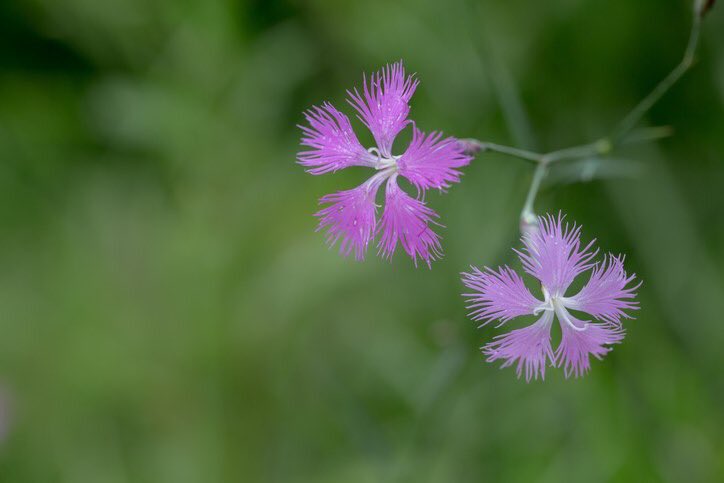 ヤマトナデシコ Trsene V Twitter